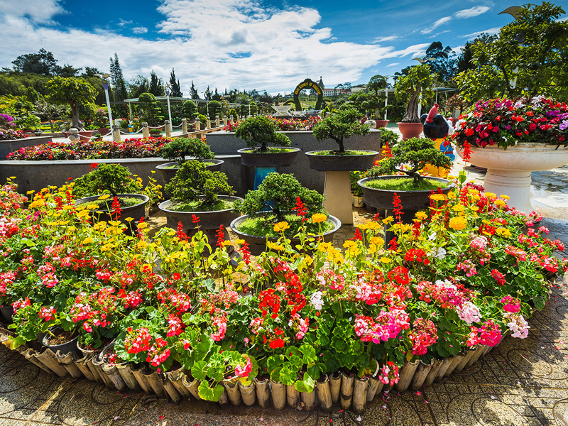 Dalat Flower Festival