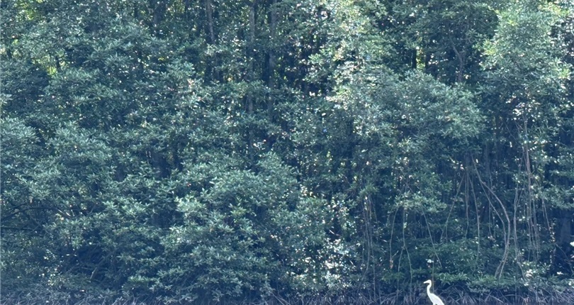 Can Gio Mangrove Forest Expedition - Full Day Tour