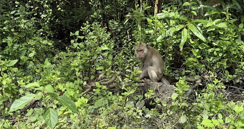 Can Gio Mangrove Forest Expedition - Full Day Tour