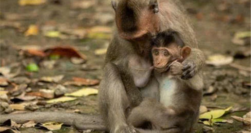 Can Gio Mangrove Forest Expedition - Full Day Tour