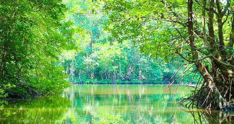 Can Gio Mangrove Forest Expedition - Full Day Tour