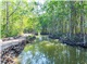 Can Gio Mangrove Forest Expedition - Full Day Tour